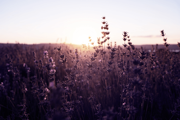 Hova menjek lakóautóval Magyarországon - levendulás