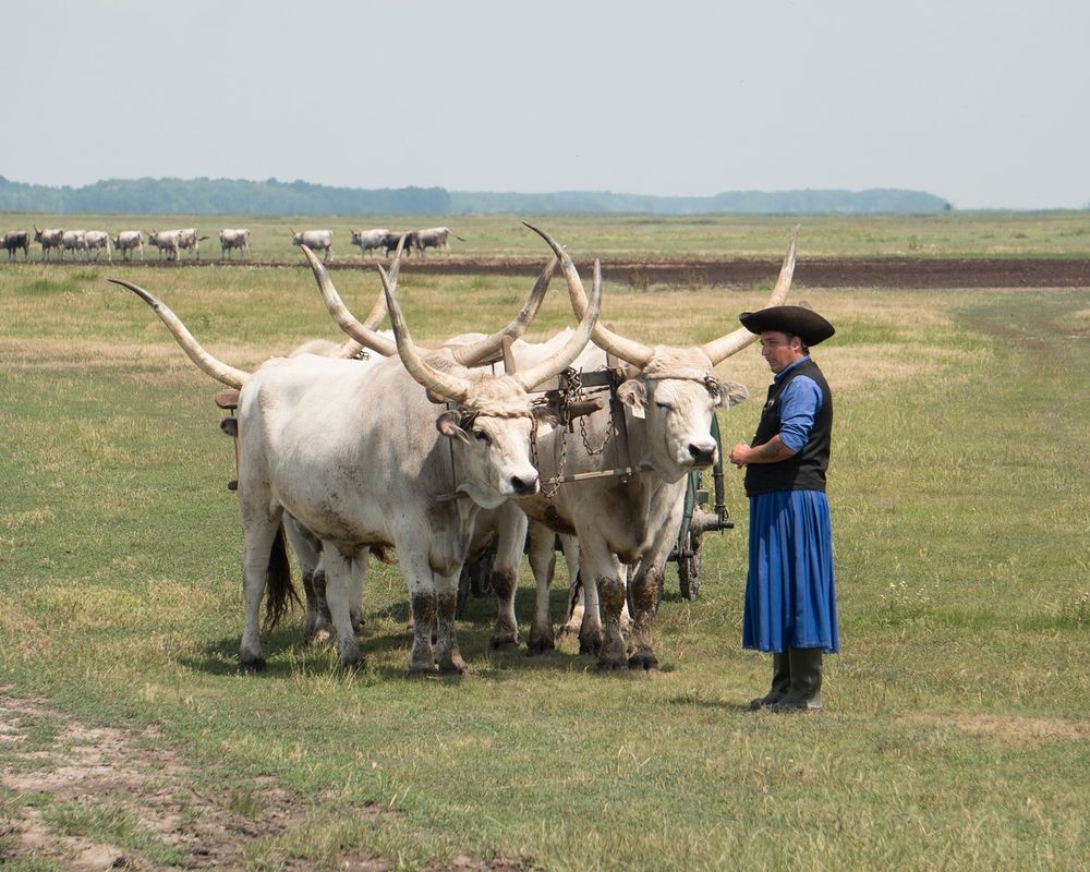Hortobágyi Nemzeti Park lakóautós túra