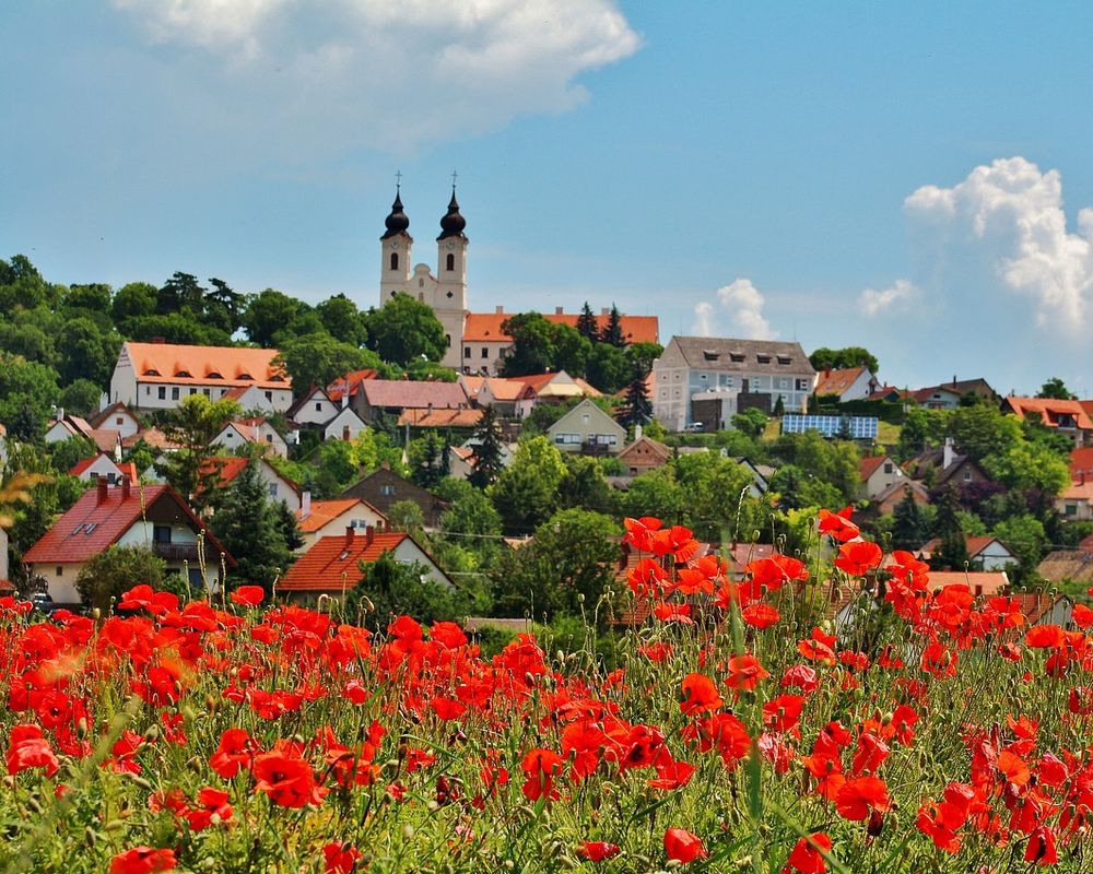 Balaton pipacsos rét