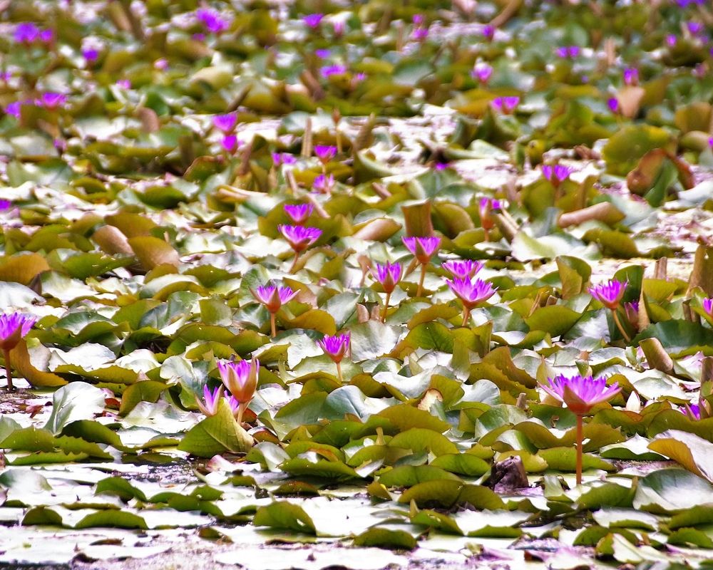 Zala megye és Hévíz